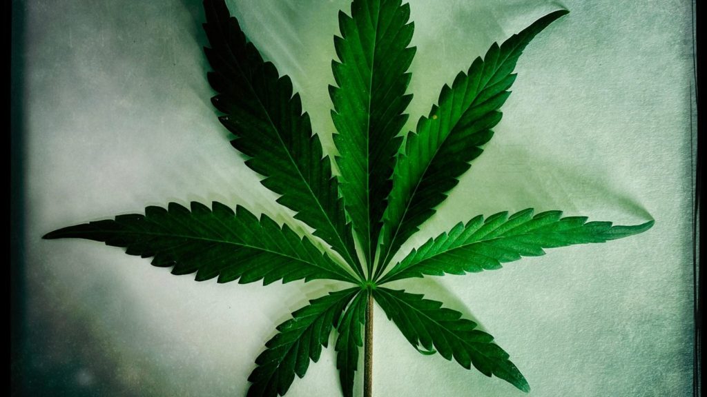 marketing de cannabis